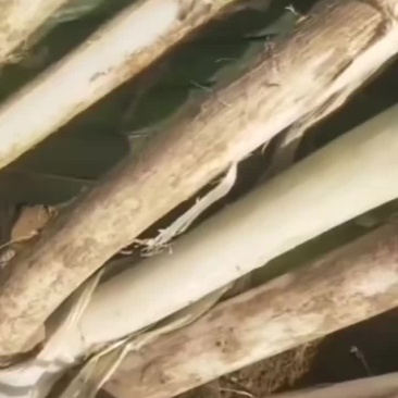 精品大葱大量上市四十五到六十公分葱白