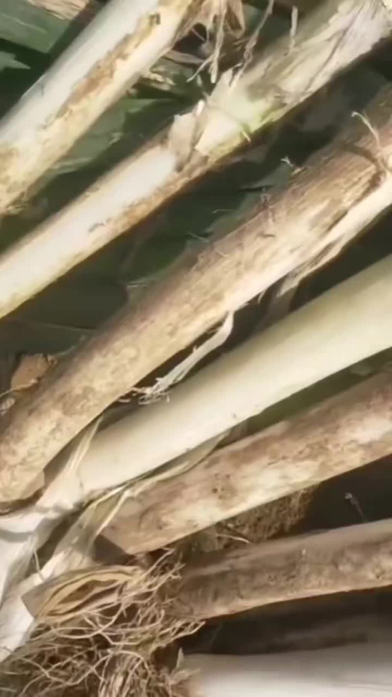 精品大葱大量上市四十五到六十公分葱白
