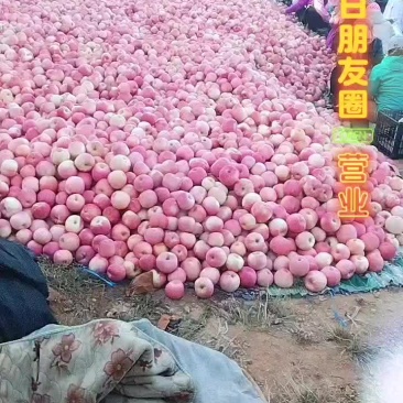 绥中高山精品寒富产地大量上市中