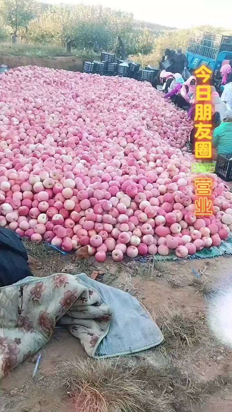 绥中高山精品寒富产地大量上市中
