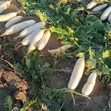 白萝卜大量供应