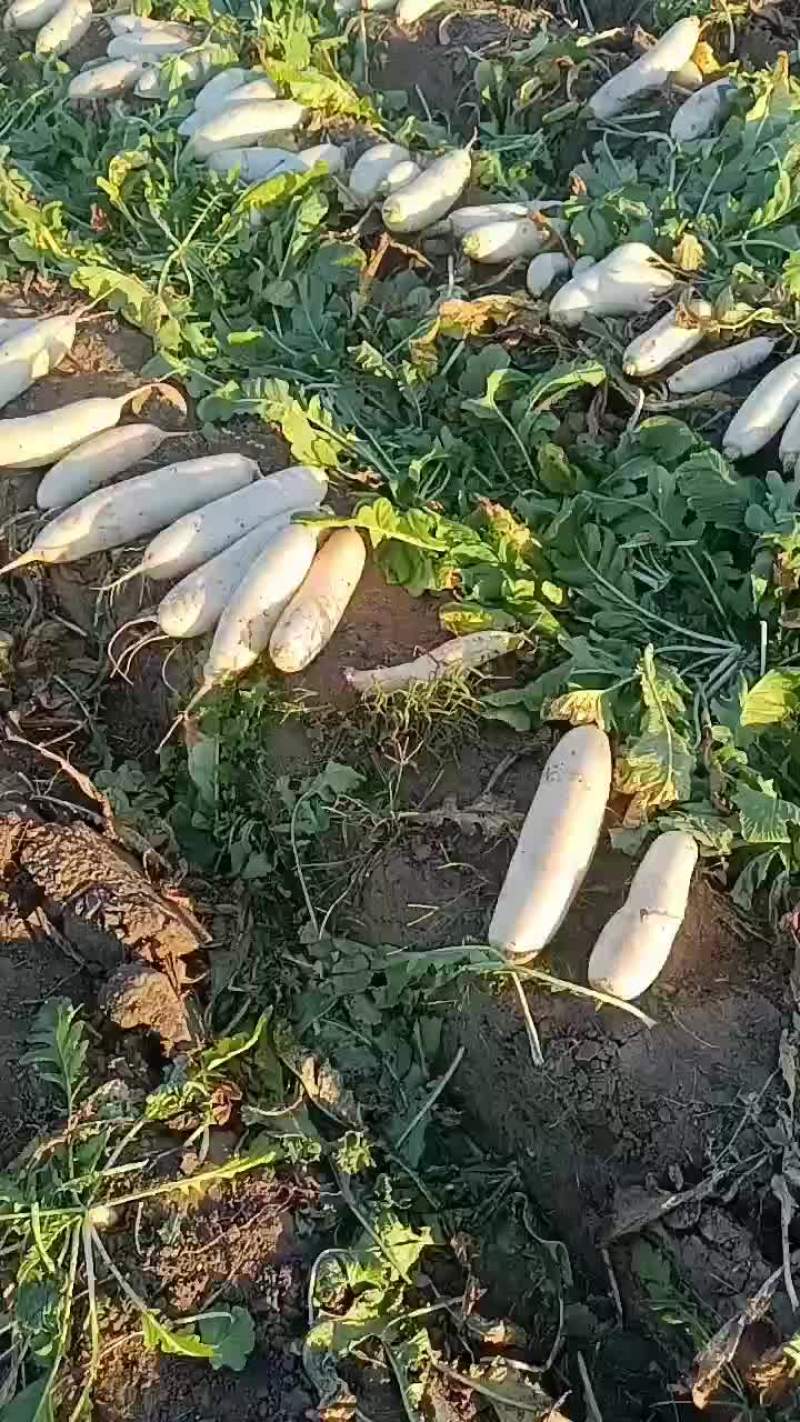 白萝卜大量供应
