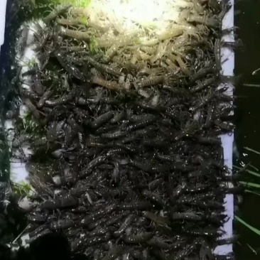3一5苗现货
