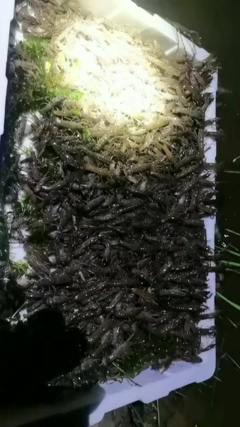 3一5苗现货