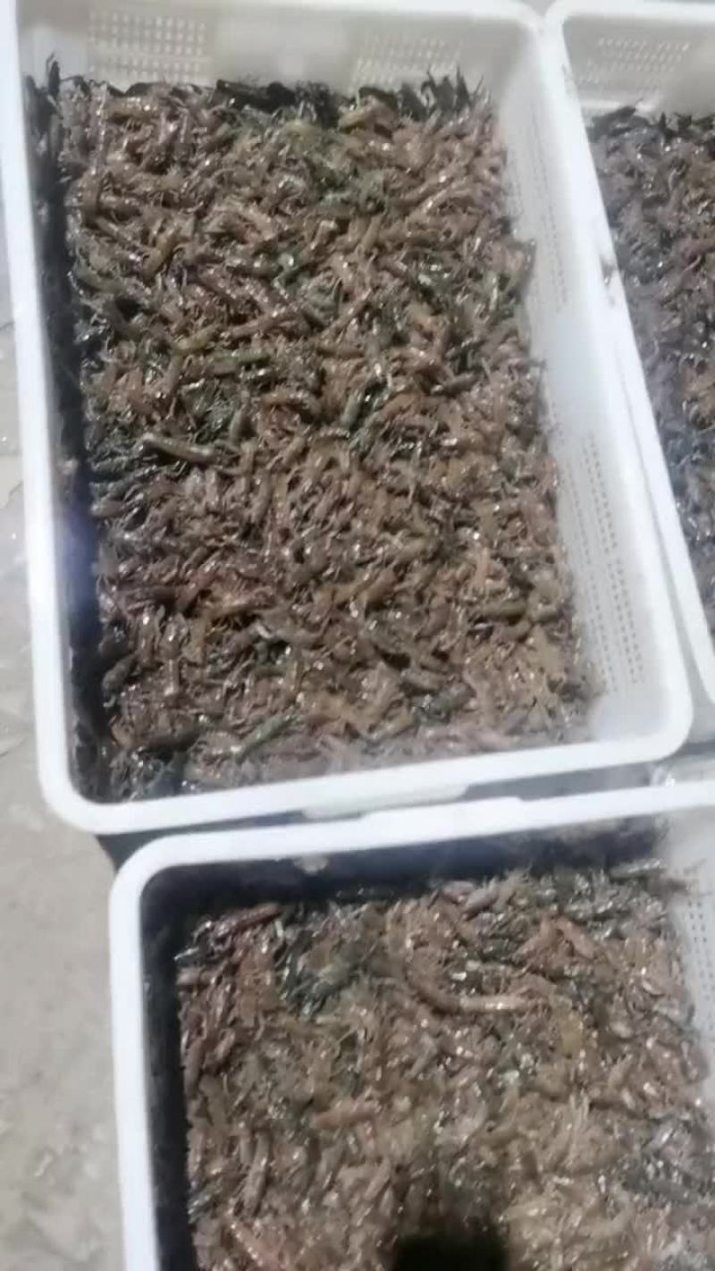 3一5苗现货