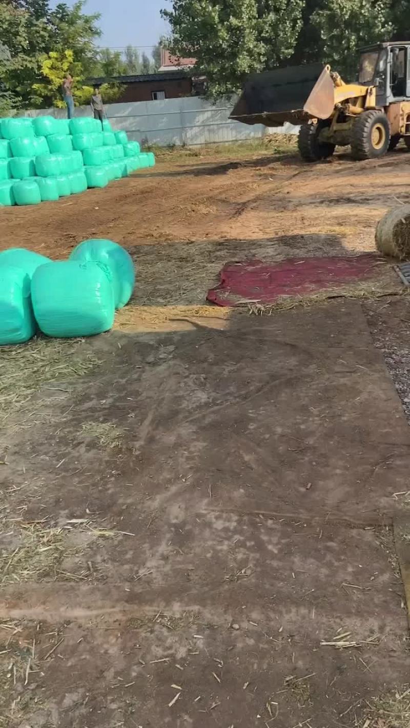 优质黄储