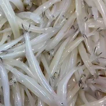 银鱼