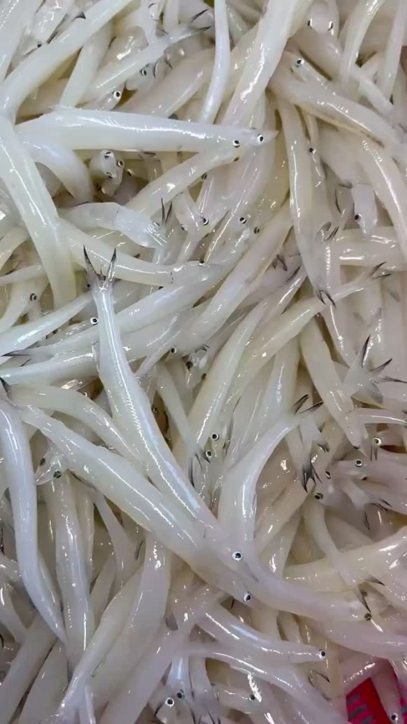 银鱼