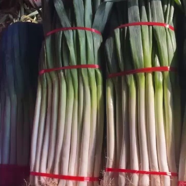 精品大葱