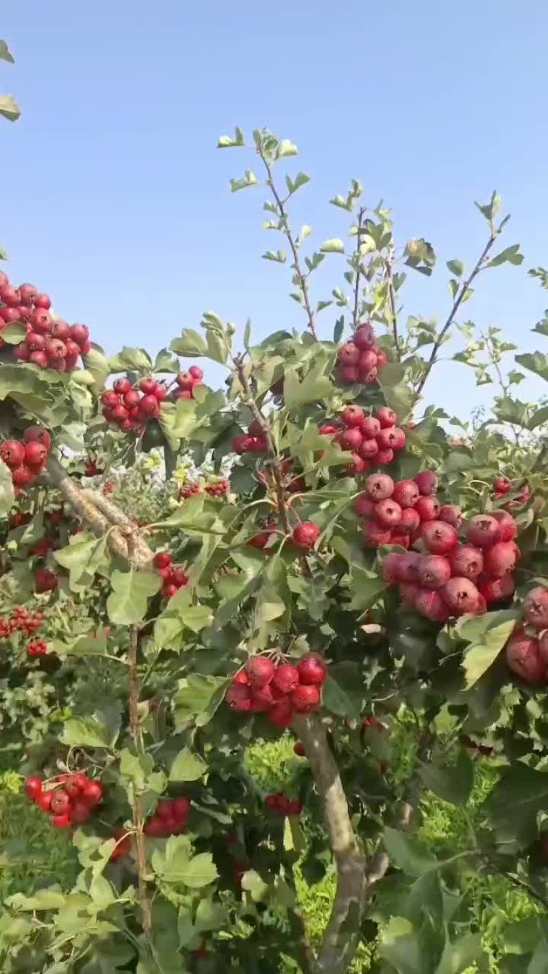 精品山楂大金星