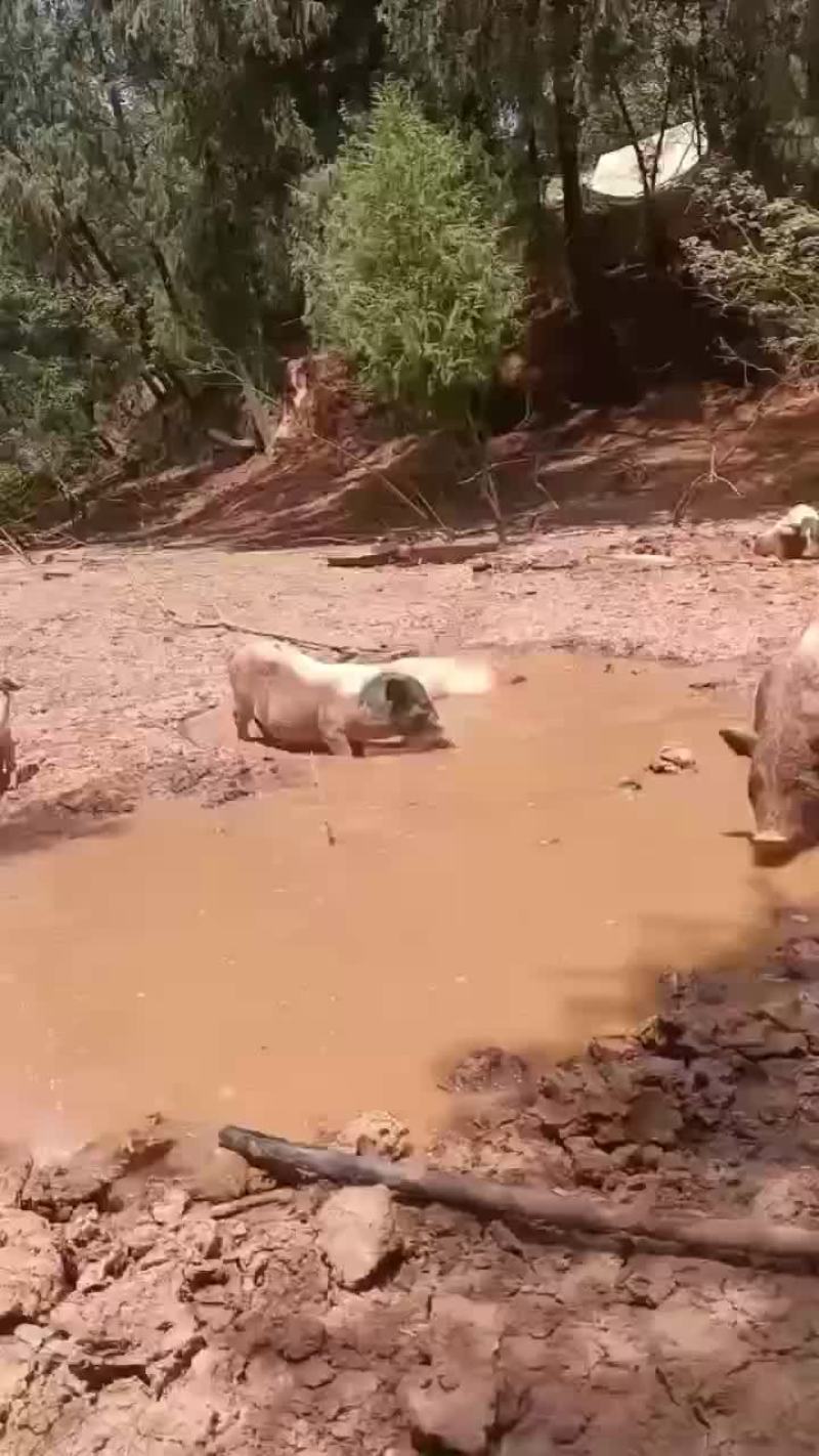 长年出售巴马香猪，种苗，怀母猪，后备母猪，全部都是放养，