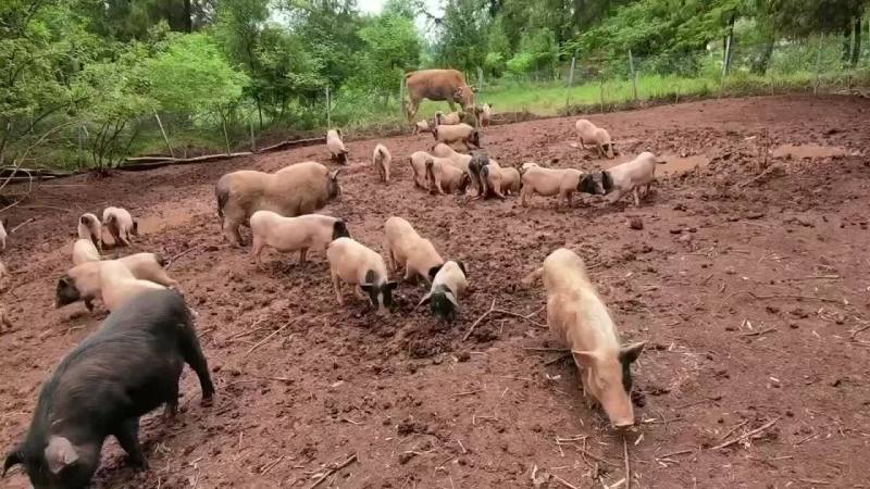 长年出售巴马香猪，种苗，怀母猪，后备母猪，全部都是放养，