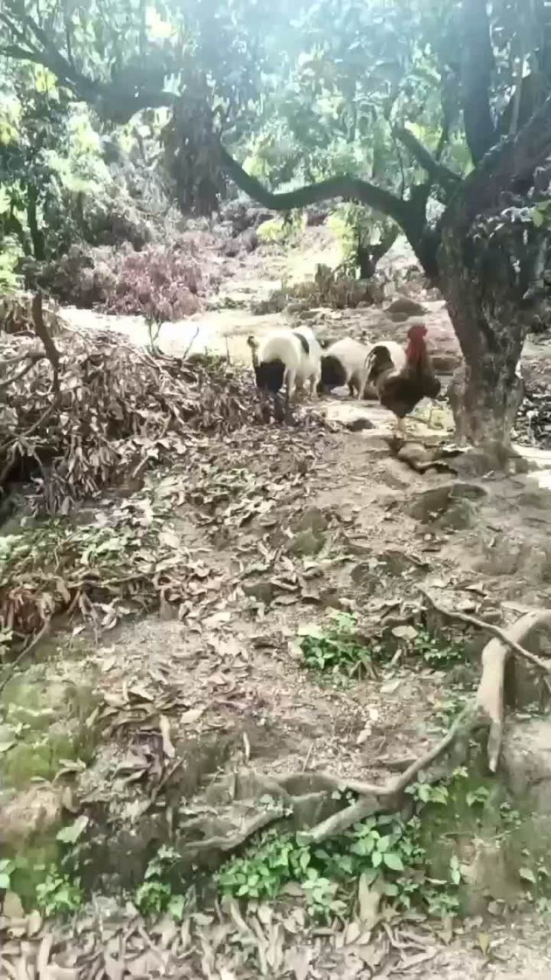 长年出售巴马香猪，种苗，怀母猪，后备母猪，全部都是放养，