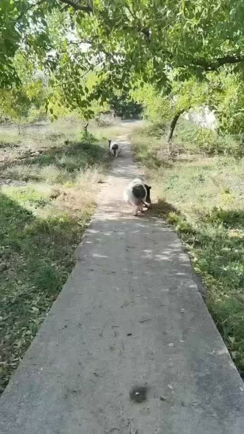 长年出售巴马香猪，种苗，怀母猪，后备母猪，全部都是放养，