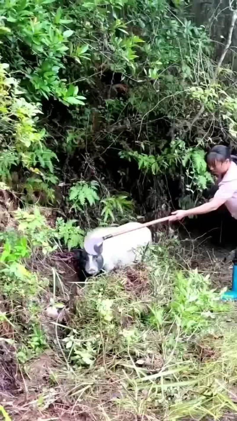 长年出售巴马香猪，种苗，怀母猪，后备母猪，全部都是放养，