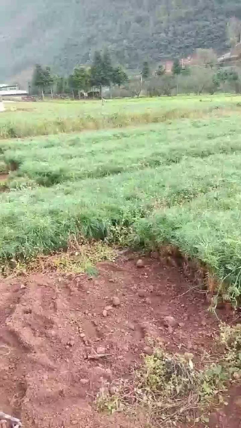 营养土华山松书苗，三十厘米高。