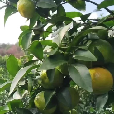 沙糖桔