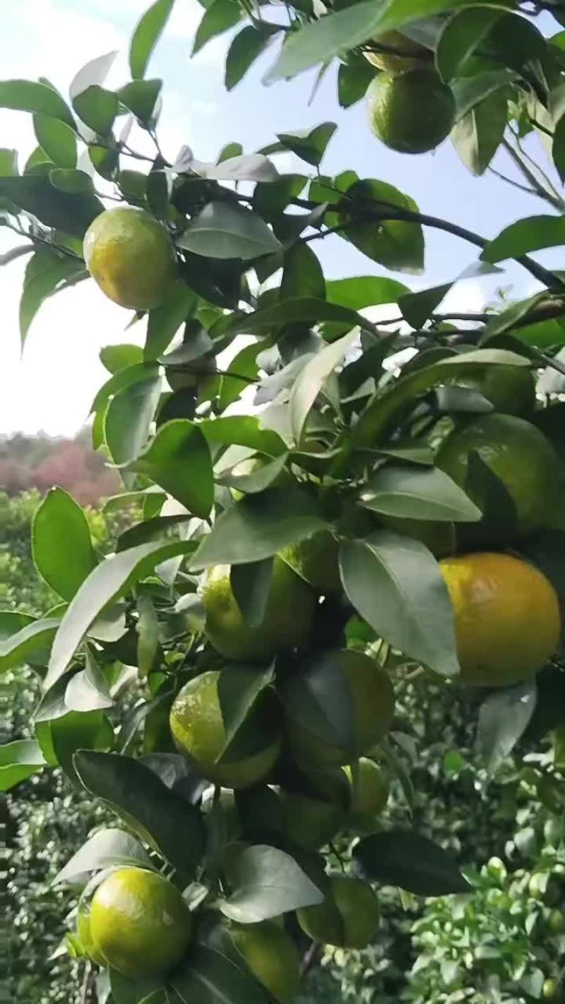沙糖桔