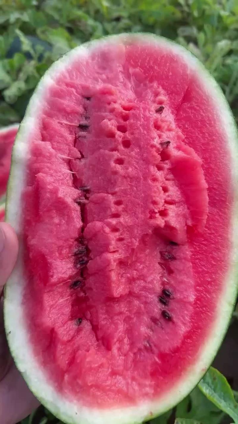 黑美人西瓜