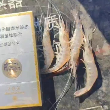 青虾