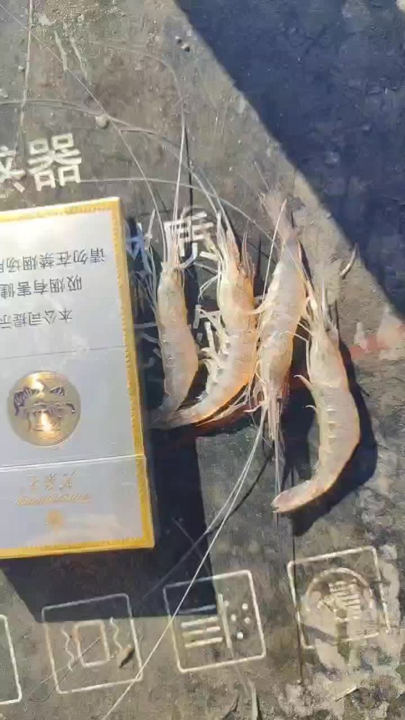 青虾