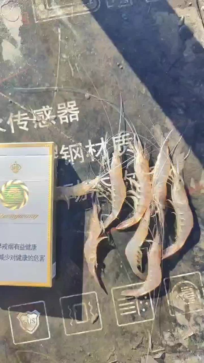 青虾
