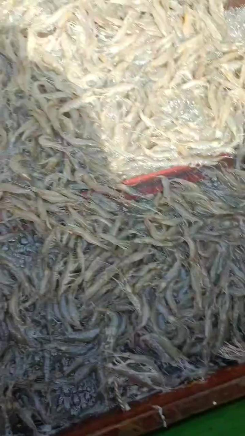 青虾