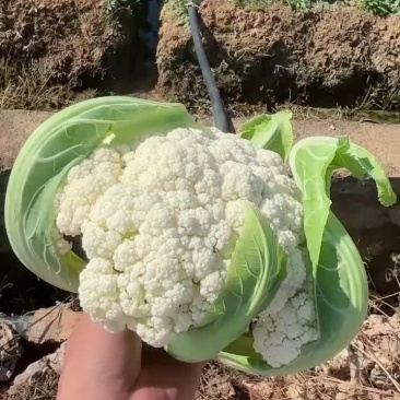 云南绿杆高脚小米花