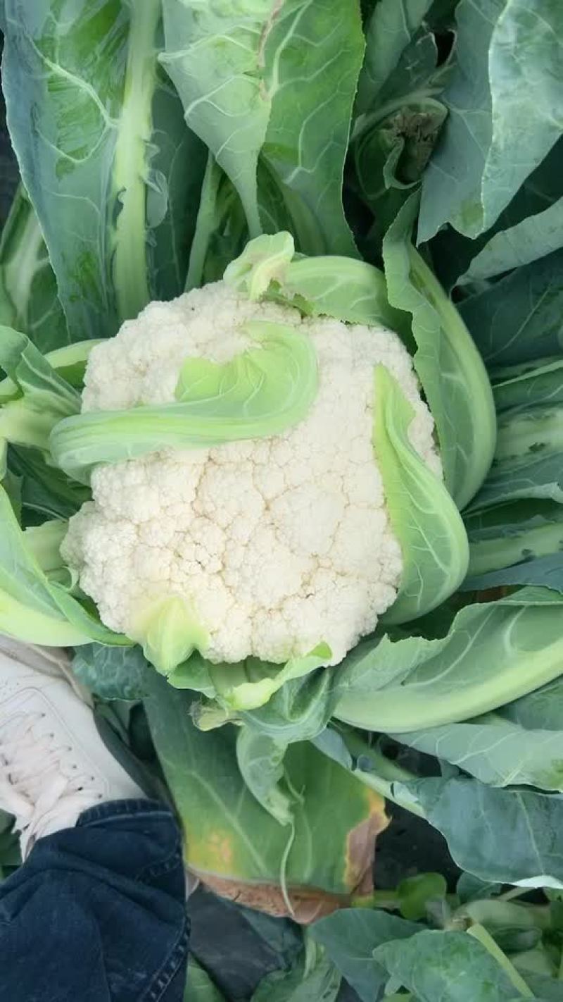云南绿杆高脚小米花