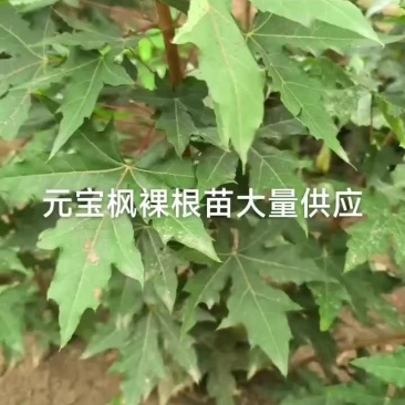 元宝枫裸根苗，杯苗大量供应