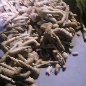 肉苁蓉开始挖了