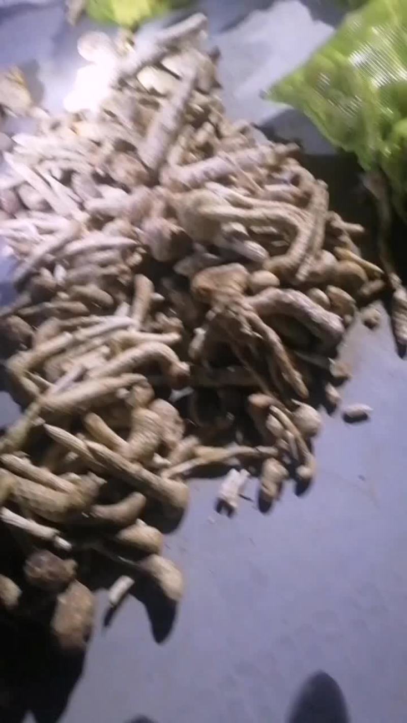肉苁蓉开始挖了