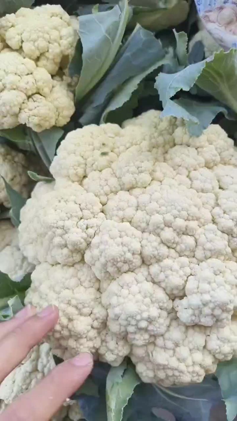 精品花菜大量供应中，价位不高