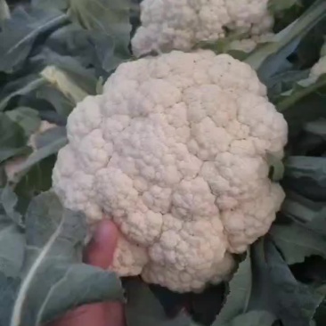 精品花菜大量供应中，价位不高
