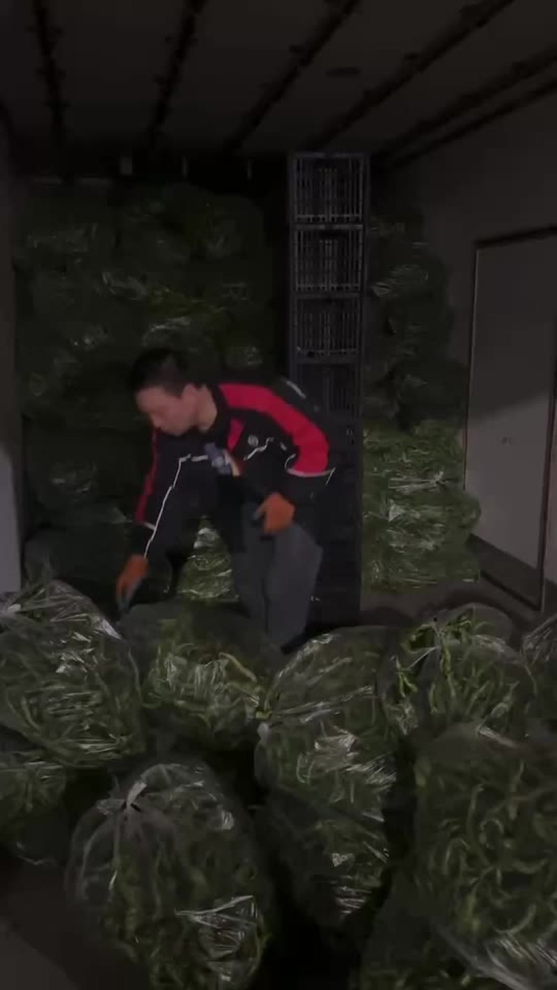 贵州大棚尾期螺丝椒，大量供应电商货。