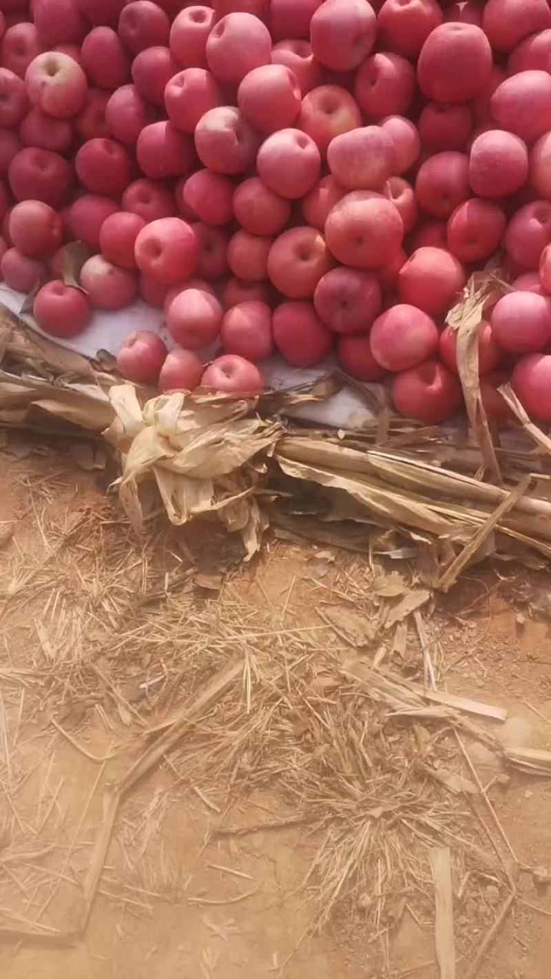 寒富苹果量大果亮