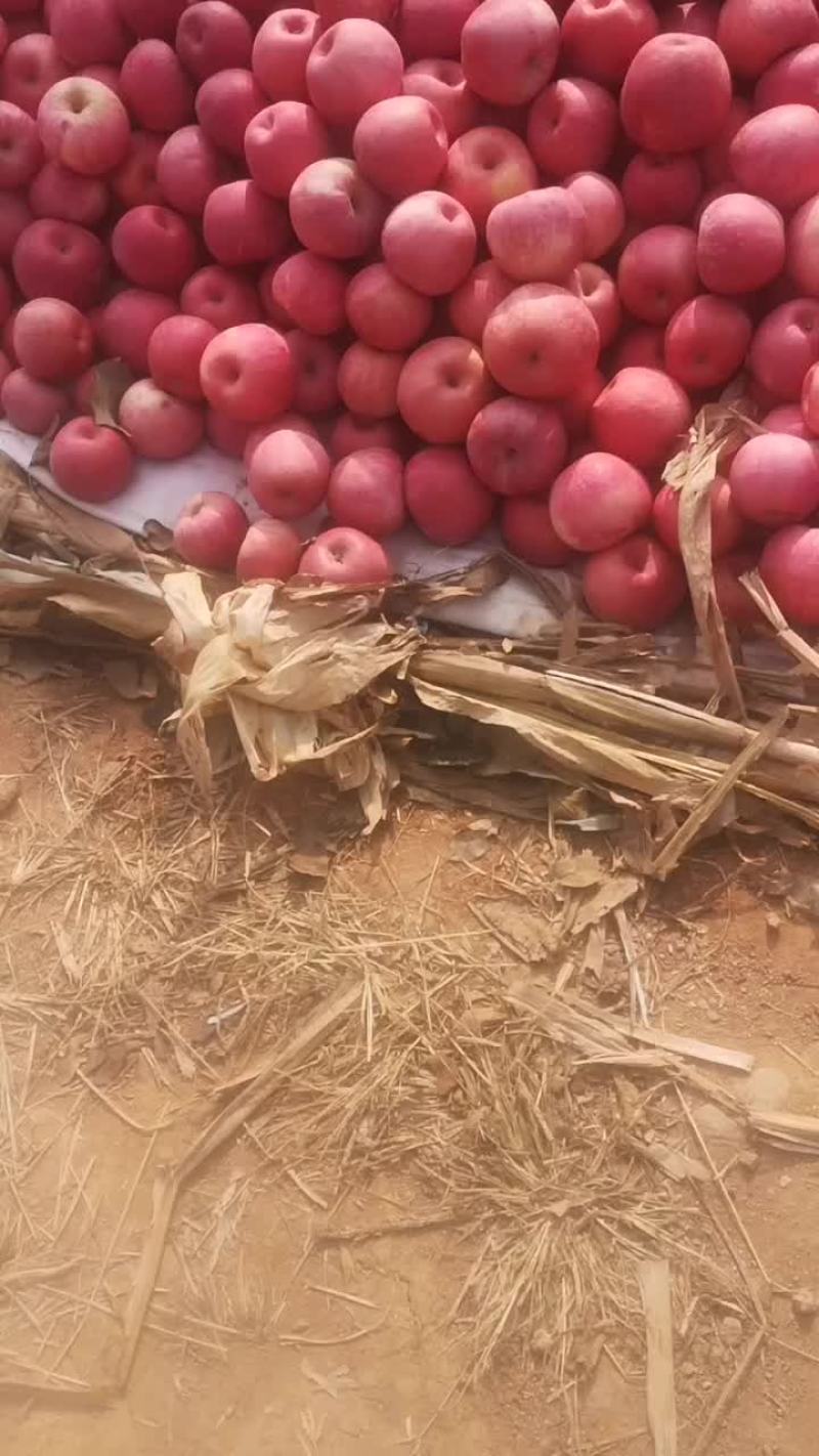 寒富苹果量大果亮