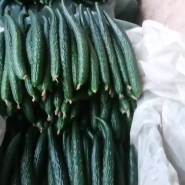大荔黄瓜