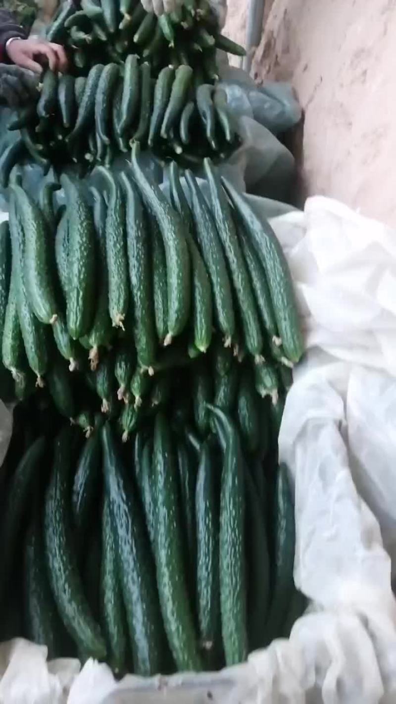 大荔黄瓜