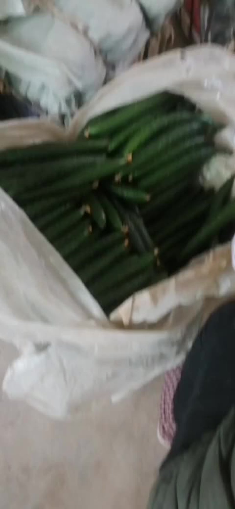 大荔黄瓜