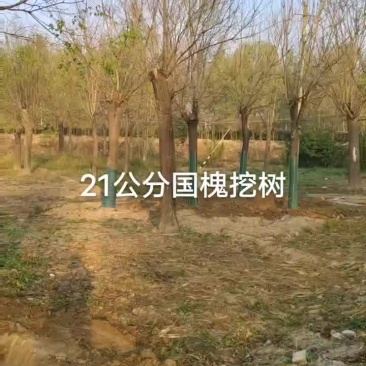 25公分国槐