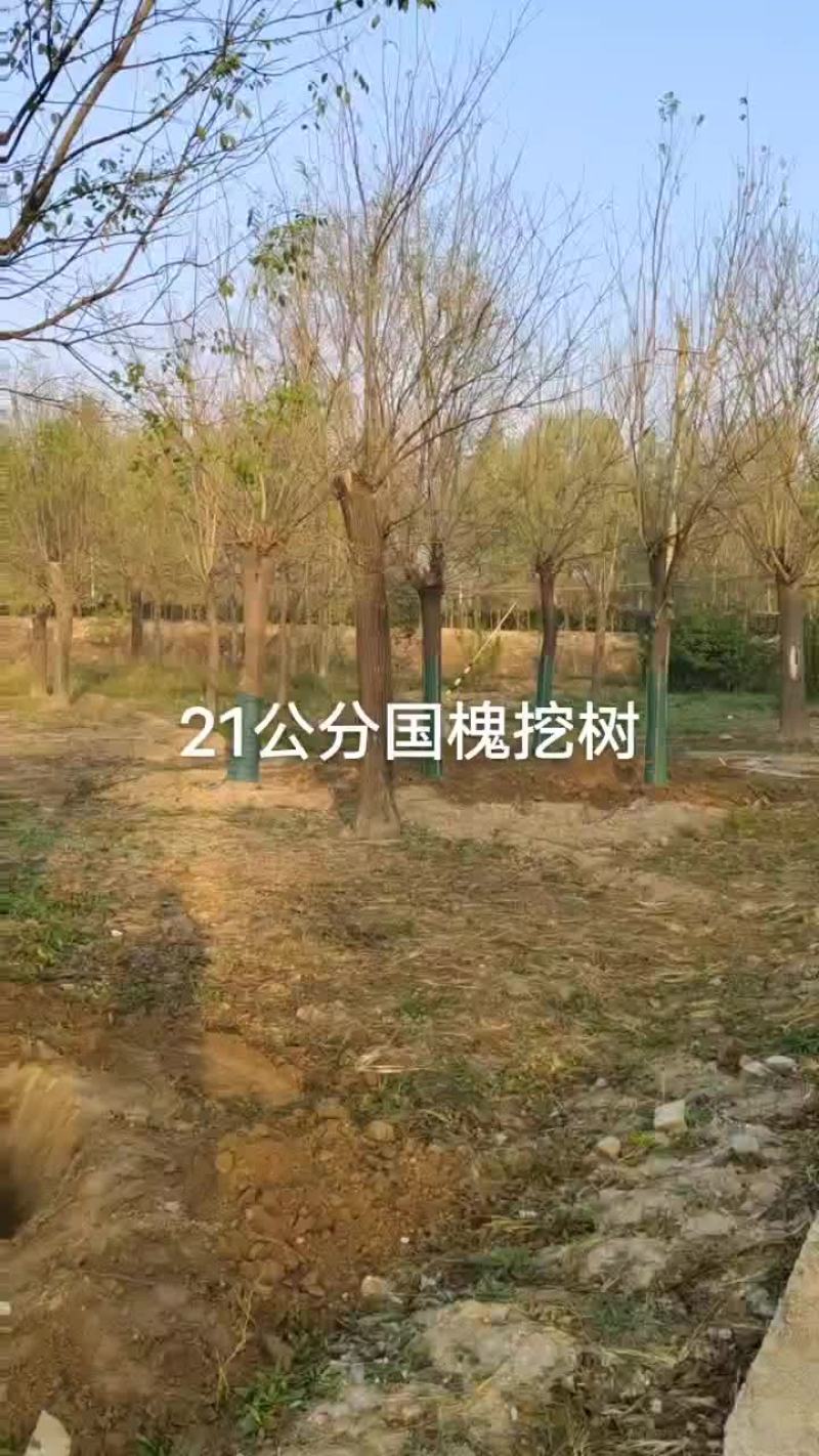 25公分国槐