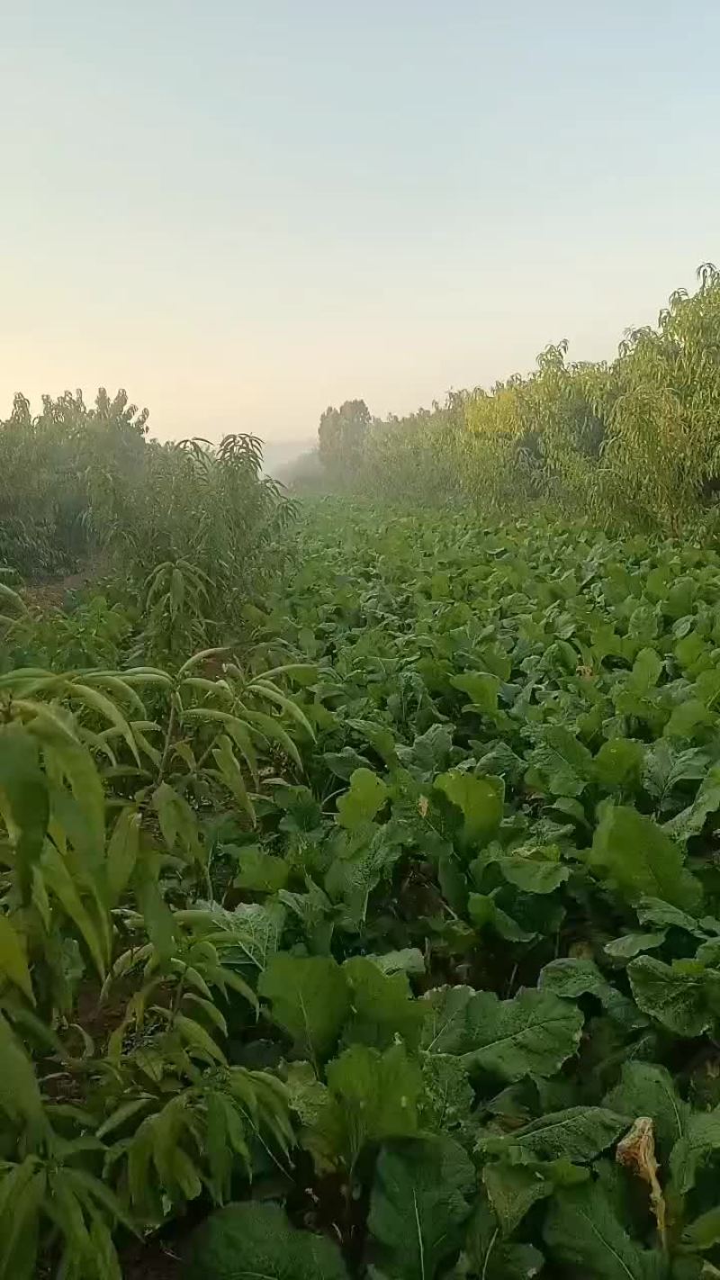威县半成品芥菜各大出僖