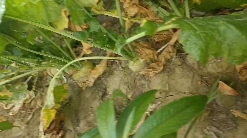 威县半成品芥菜各大出僖