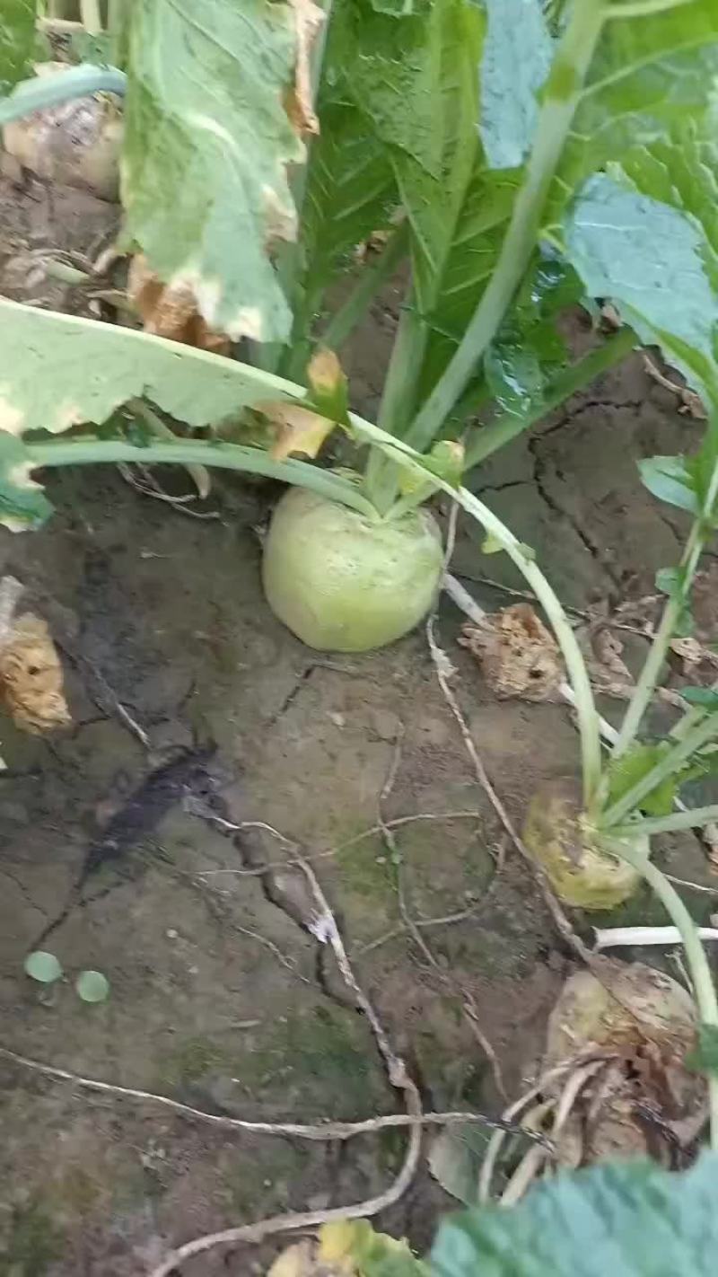 威县半成品芥菜各大出僖