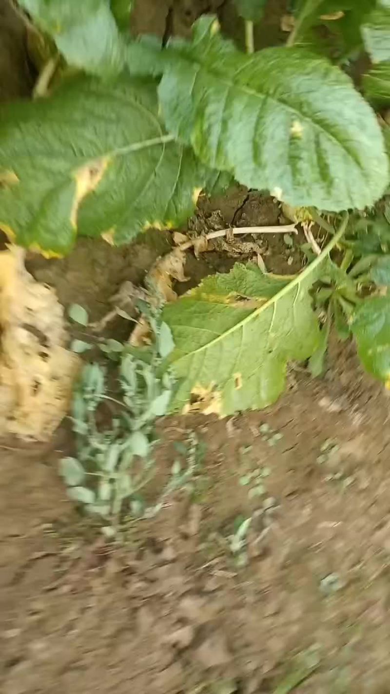 威县半成品芥菜各大出僖
