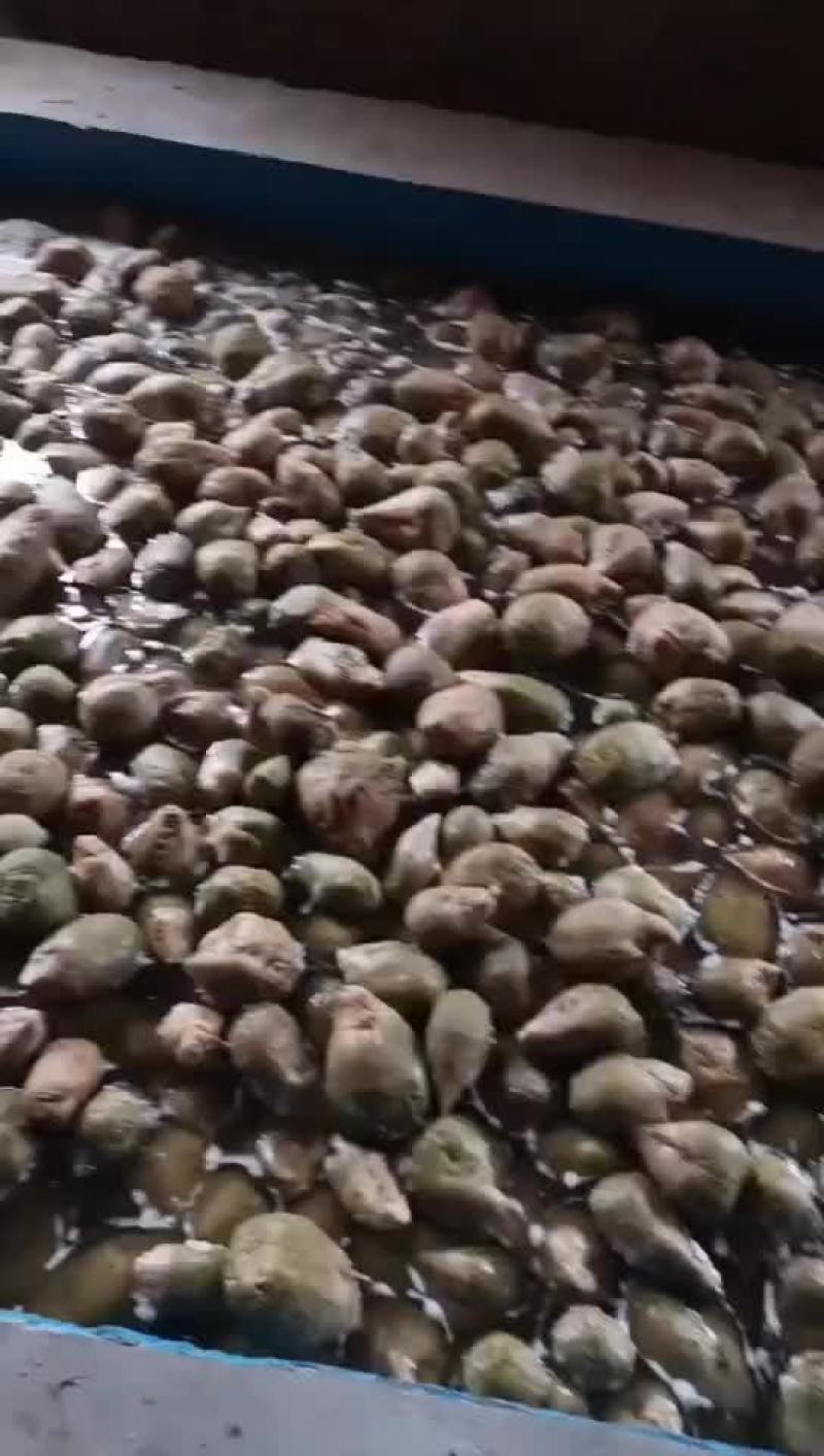 威县半成品芥菜各大出僖