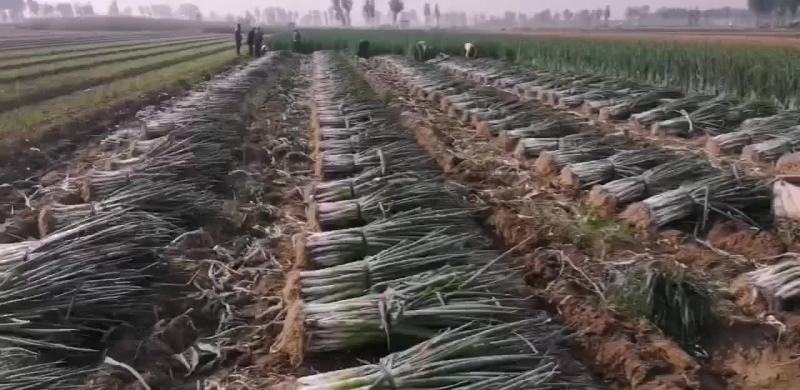 大量批发大葱