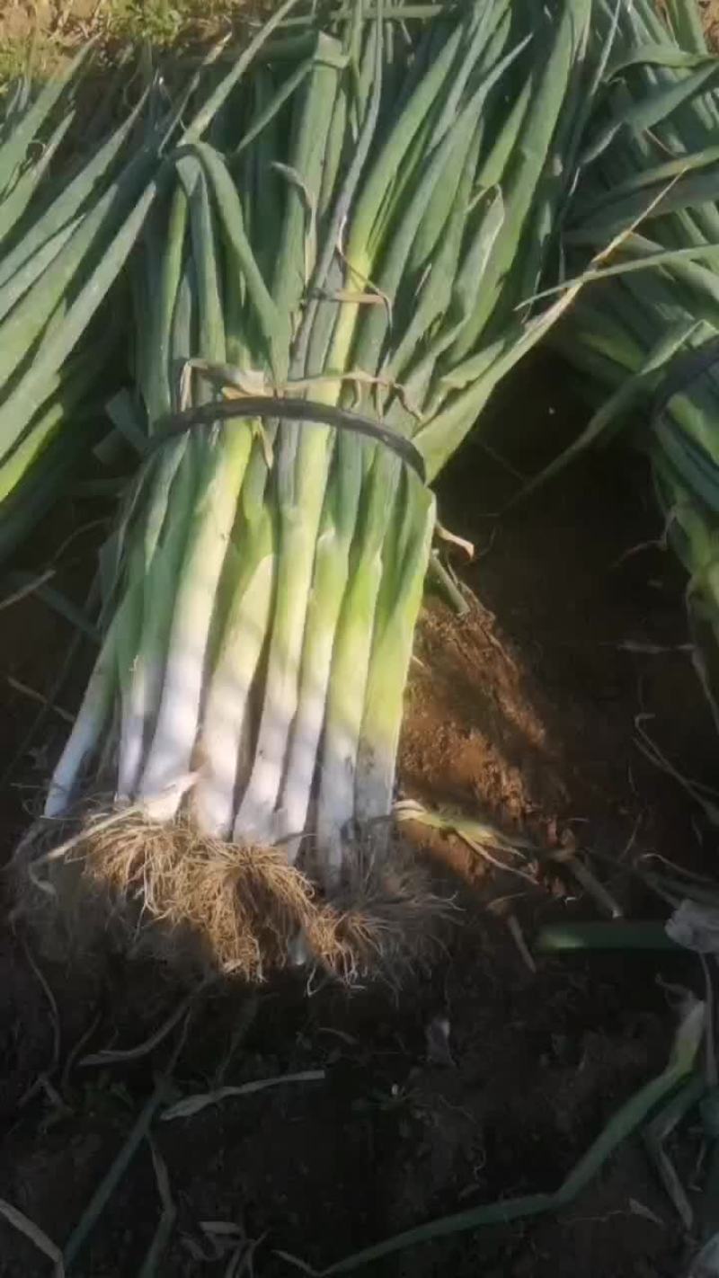 大量批发大葱