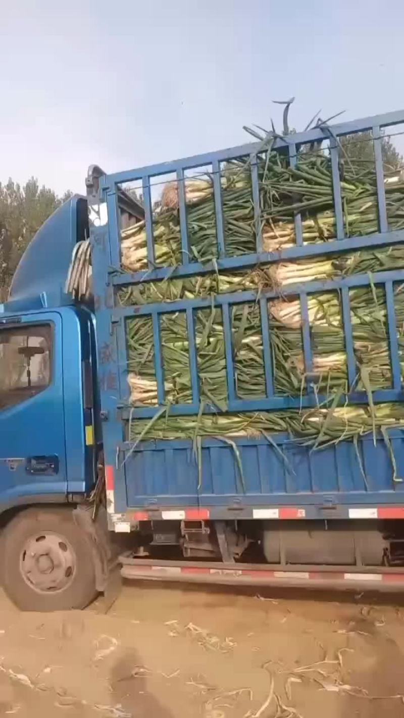 大量批发大葱